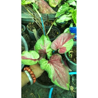 บอนสีเทพเทวฤทธิ์caladium