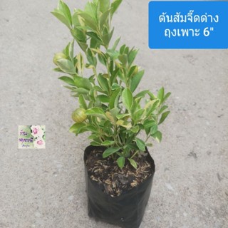 ต้นส้มจี๊ดด่าง ส้มจี๊ดใบด่าง ส้มจีนด่าง ส้มมะปี๊ดKumquats/ Cumquatsถุงเพาะ 5" เป็นต้นไม้มงคล ให้ความมั่งคั่ง สิริมงคล