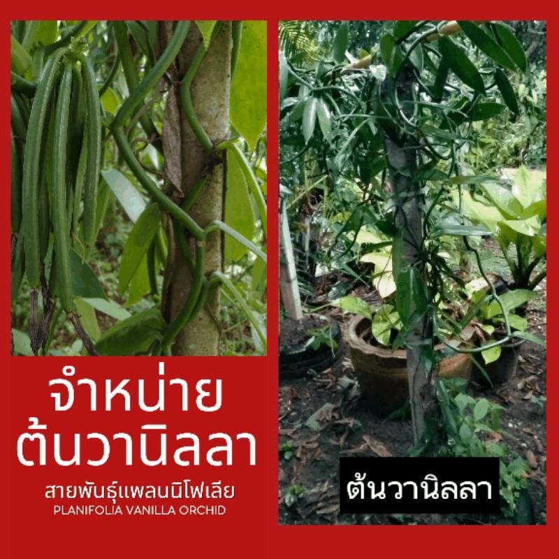 จำหน่ายเถาวานิลลา 90 ซม. โตธรรมชาติ ต้นพันธุ์อายุ 3 ปี+ & คู่มือการปลูกเบื้องต้น + ของแถม (พร้อมส่ง).