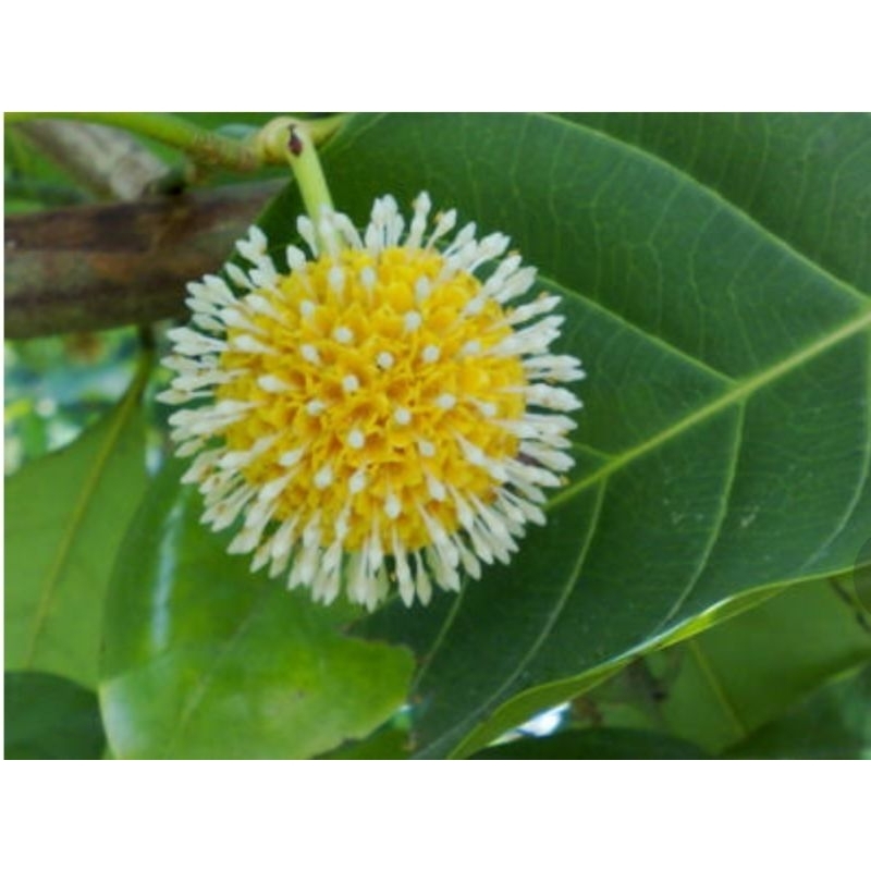 ต้นพันธุ์กระทุ่มขนาด15-30cm - รูปที่ 5