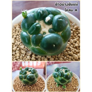 ช้างไร้หนาม ชำหน่อ แคคตัส (Cactus) - Coryphantha elephantidens (non-spines) ,own root