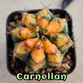 Gymno Carnelian PTS ตัวแท้ (อ้วนส้ม) บั้งคม สีสวย