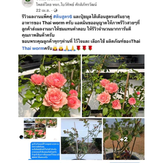 ส่งฟรี‼️ดินกุหลาบสูตร 6 Thai worm สำหรับปลูกกุหลาบและพืชที่ชอบดินโปร่ง
