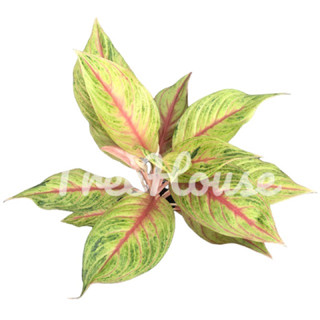 เงินทองไหลมา ในกระถาง 8 นิ้ว / Aglaonema Pink Moon Yellow Pot 8