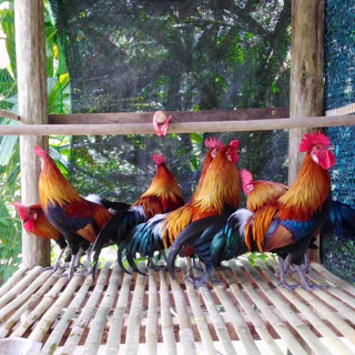 ไข่เชื้อไก่ป่า ไก่หูขาว สำหรับนำไปฟัก ไข่มีเชื้อ (สั่ง 5ใบ แถมฟรี 1ใบ)