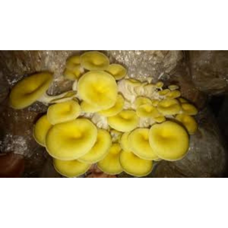 ก้อนเชื้อเห็ดนางรมทอง ราคาส่ง จากฟาร์ม