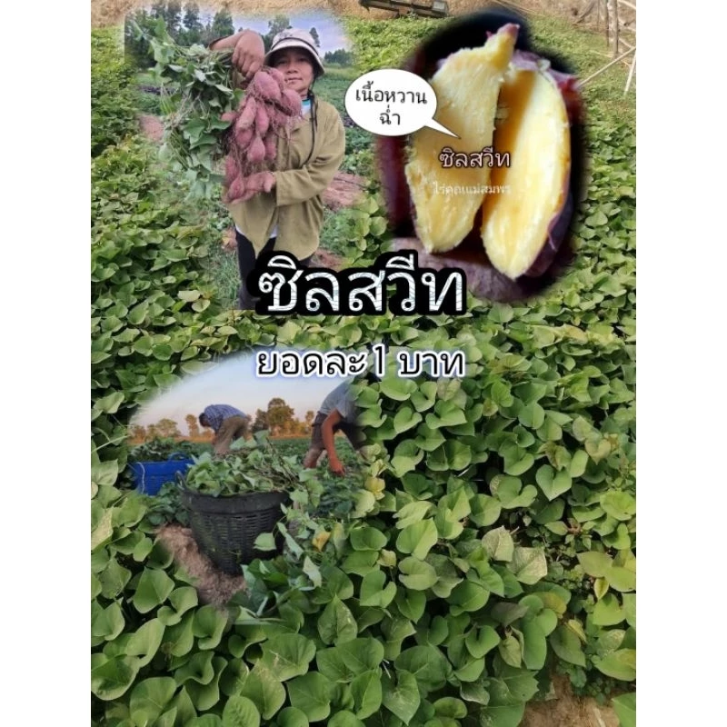 ยอดมันหวานญี่ปุ่นซีลสวีทชุดละ 50,100 ยอด #เนื้อเหลืองหวาน