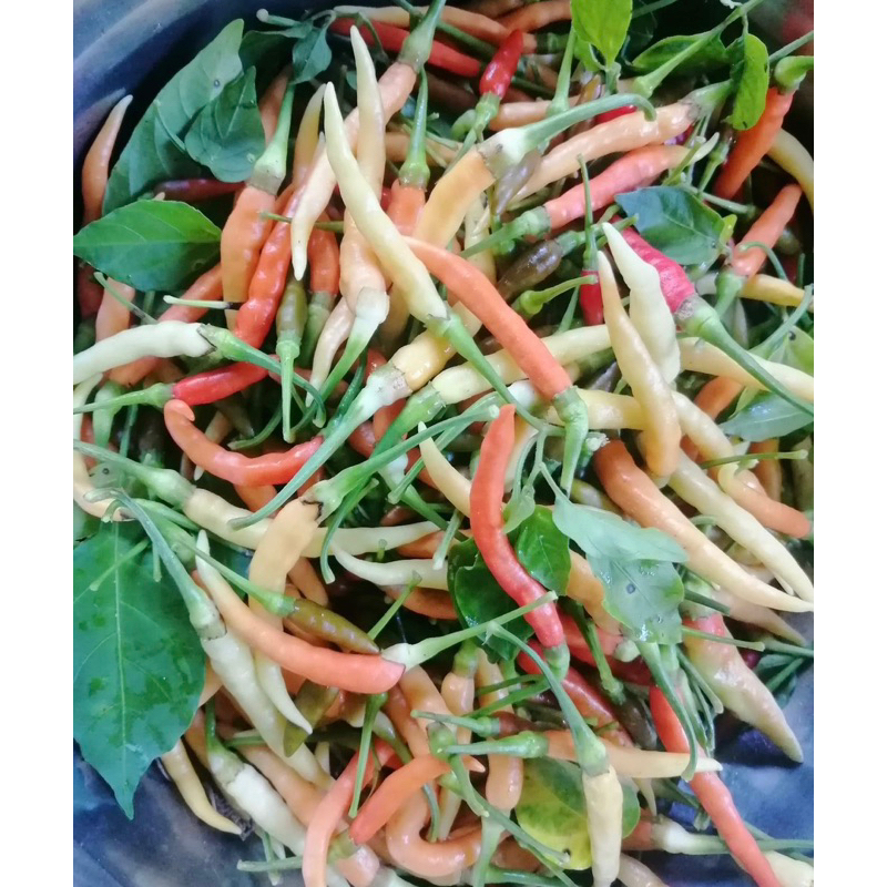 เมล็ดพันธุ์ พริกสร้อยไก่ 30 เมล็ด [ 10แถม2 ]คละได้