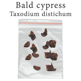 เมล็ดสน สนหนองน้ำ สนผลัดใบ Bald cypress - Taxodium distichum ร้านคนไทย บอนไซ