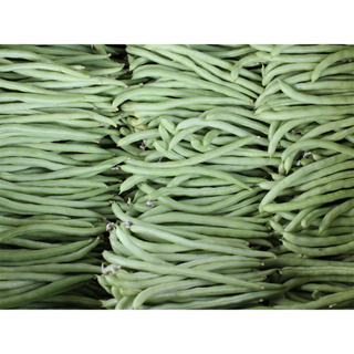 เมล็ดถั่วแขกสำหรับปลูก (Bush bean)ซองละ 29 บาท มี 30 กรัม มีประมาณ 500เมล็ด