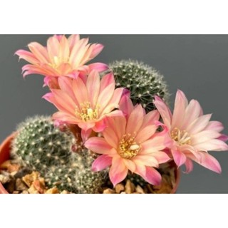 cactus rebutia carnivalกราฟตอสามเหลี่ยม