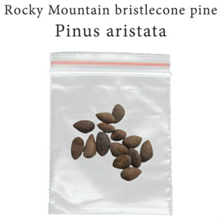 เมล็ดสน สนห้าเข็ม สนอายุยืน Rocky Mountain bristlecone pine - Pinus aristata ร้านคนไทย บอนไซ