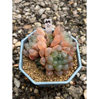 Haworthia Hybird Thailand กระถาง 3 นิ้ว จัดส่งทั้งกระถาง รหัส 49B-72B