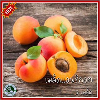 5 เมล็ด แอพริคอต แอปริคอต Apricot ชื่อวิทยาศาสตร์ Prunus armeniaca L. เมล็ดแอพริคอต เมล็ดแอปริคอต แอปริคอท