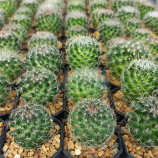 Mammillaria knebeliana ในกระถาง 2 นิ้ว ขนาดต้น  4-5 ซม ให้ดอกเก่ง 🌷🌸 🚛 ส่งทั้งกระถาง