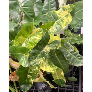 “เบอมาค” หรือ “เบอร์ลีมาร์กซ์” (PHILODENDRON BERLE MARX) บางคนเรียก เบอร์เบิ้ลมาคกระถาง6นิ้ว