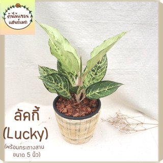 🎋ลัคกี้ (Aglaonema sp.‘Lucky’) ไม้มงคล ช่วยฟอกอากาศ พร้อมกระถางสานไม้ไผ่ ขนาด 5 นิ้ว