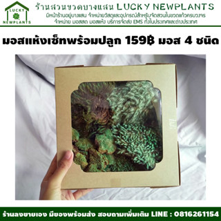 มอสแห้ง พร้อมปลูก 4 ชนิด เซ็ทสุดคุ้ม 159฿ มีของพร้อมส่ง