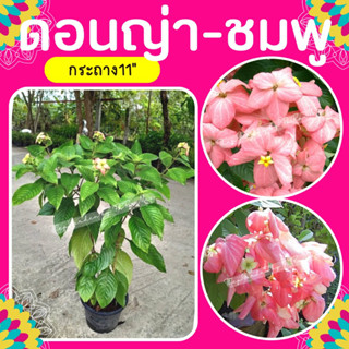ต้นดอนญ่า #ดอนญ่าชมพู กระถาง11"