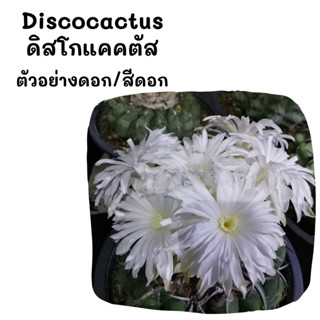 DT001 Discocactus ดิกโก้แคคตัส ไม้เมล็ด cactus กระบองเพชร แคคตัส กุหลาบหิน พืชอวบน้ำ