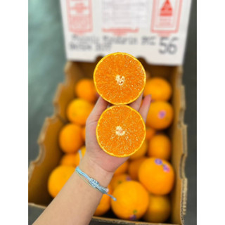 ‼️ส่งฟรี‼️ 🍊#ส้มออสเตรเลีย #ส้มแมนดารินออสเตรเลีย ยกลัง 9 กิโลรวม/42,48,56 ลูก ส่งฟรีทั่วไทย