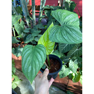 Philodendron mamei  เจ้าหน้าแต้มเงิน คอหยัก ฟิโลเดนดรอนมาเมไอ มีจุดแต้มสีเงินบนผิวใบ