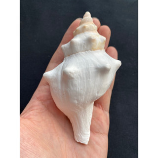 หอยสังข์ขาว&amp;ยาวchixuan conch shell