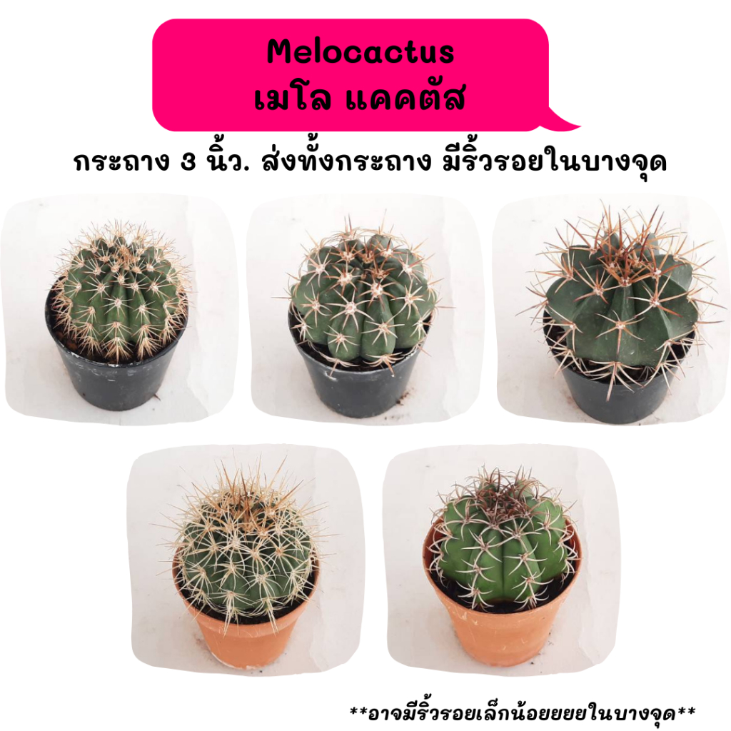 Melocactus เมโลแคคตัส ไม้เมล็ด cactus กระบองเพชร แคคตัส กุหลาบหิน พืชอวบน้ำ