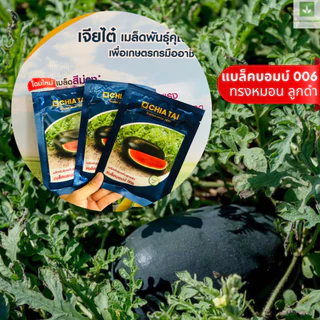 ใหม่! แบล็คบอมบ์ 006 ทรงหมอน ลูกดำ 40กรัม/ซอง เมล็ดพันธุ์แตงโม แตงโมเจียไต๋ แบล็คบอม 006 Blackbomb