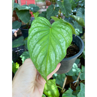 Philodendron silver cloud ฟิโลเดนดรอนซิลเวอร์คลาว ฟิโลอีกหนึ่งชนิดที่น่าสะสม ด้วยใบที่มีริ้วมีขาวทั่วใบ ดูสวยงาม