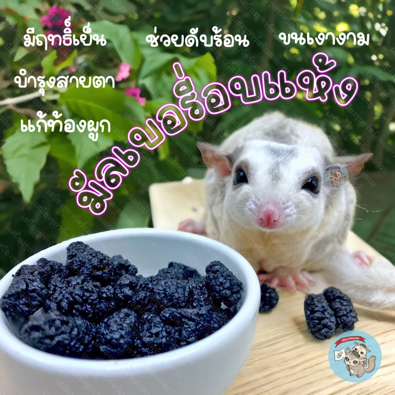 ( มัลเบอรี่อบแห้ง ) MULBERRY มัลเบอรี่ ผลไม้ ผลไม้อบแห้ง ขนม สัตว์เล็ก สัตว์เลี้ยง ชูการ์ กระรอก ดอร์เมาส์ แฮมสเตอร์