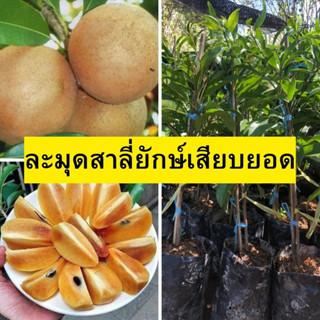 🍅ละมุดสาลี่ยักษ์ ต้นเสียบยอด(ต้นเล็ก)🍅 🌴🌴ความสูงต้นประมาณ 35-40 ซม.🌴🌴