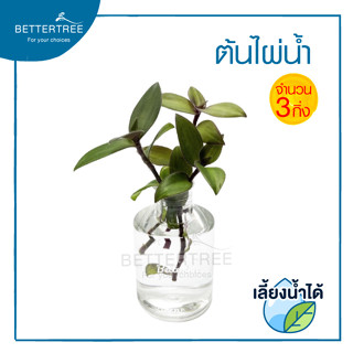 ต้นไผ่น้ำ( จำนวน 3 กิ่ง ) เลี้ยงน้ำได้  TRADESCANTIA FLUMINENSIS  ไผ่น้ำ ไม้สมุนไพร