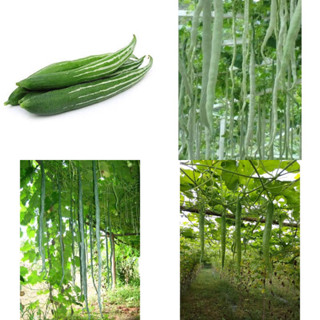 เมล็ดพันธุ์ บวบงู ( Long Snake Gourd ) จำนวนเมล็ดอยู่ที่รายละเอียดสินค้าค่ะ