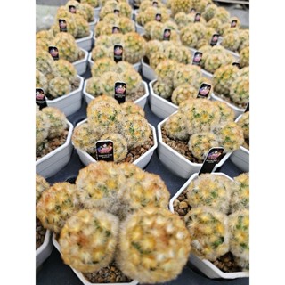 คามิเน่บุดด้า ไม้ชำหน่อ  Mammillaria Carmenae Buddha