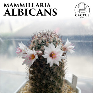 🌵Mammillaria Albicans🌵