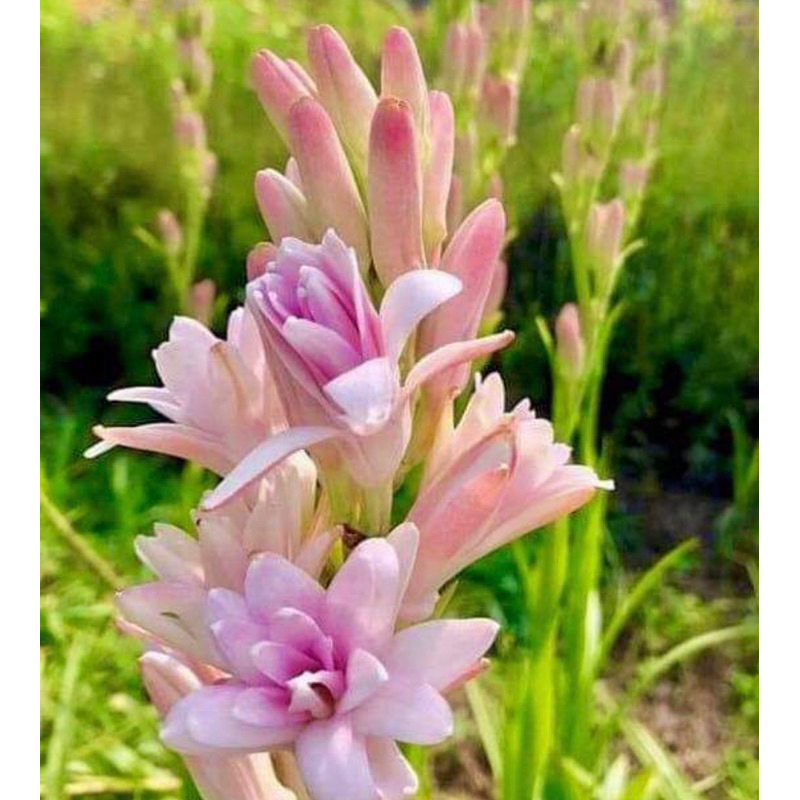 ดอกซ่อนกลิ่นสีชมพูซ้อน 1หัวพันธุ์