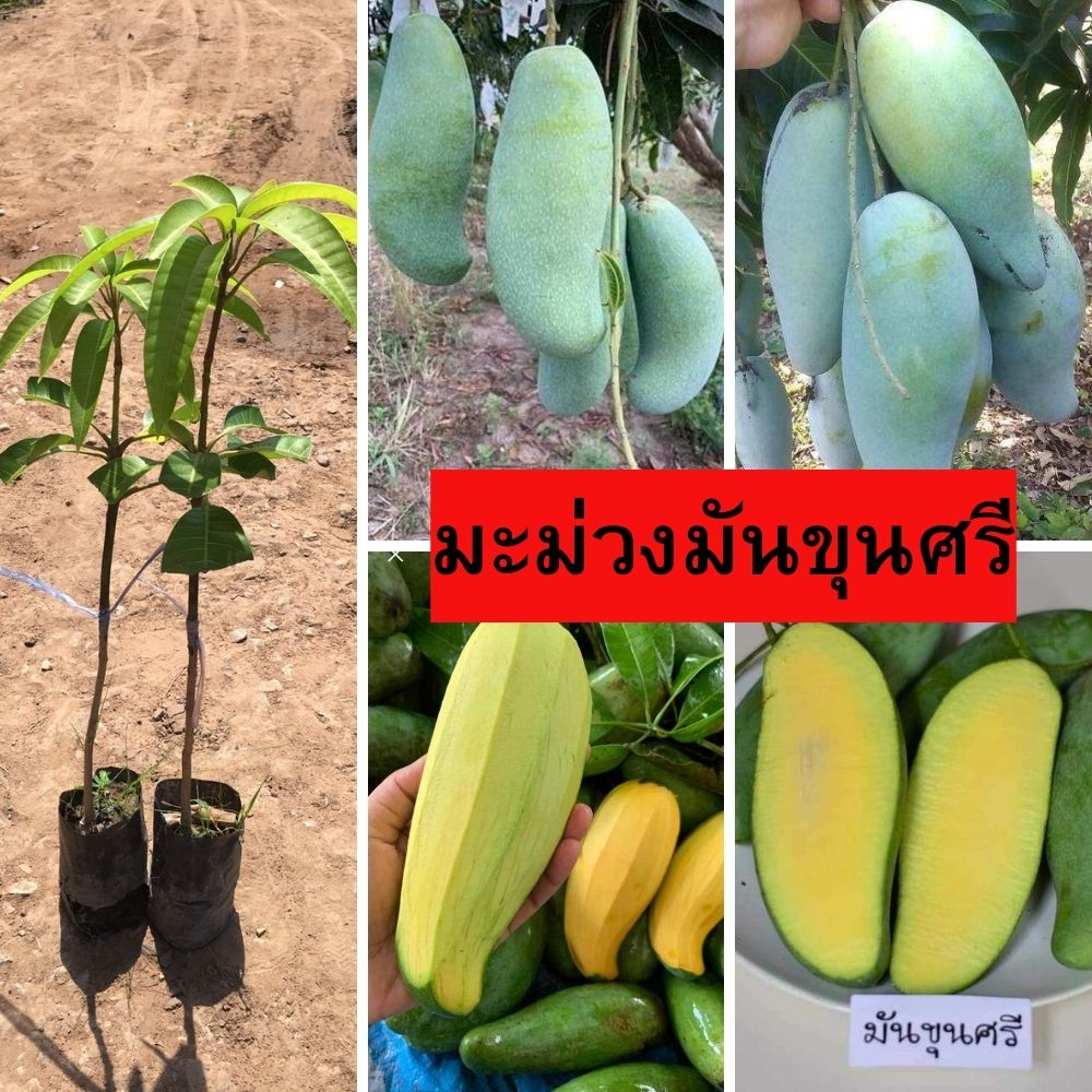 ต้นมะม่วงมันขุนศรี 1 ต้น ต้นเสียบยอด 1 ปีติด  🌱ผลแก่จัดหวานมัน🌱 🌴🌴ความสูงต้นประมาณ 45 ซม.🌴🌴
