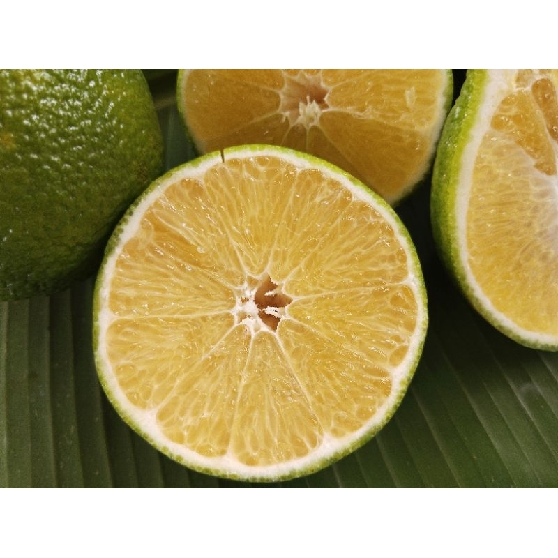 🪴🌱ต้นส้มจุกจะนะ ต้นส้มจุกใต้ - รูปที่ 3