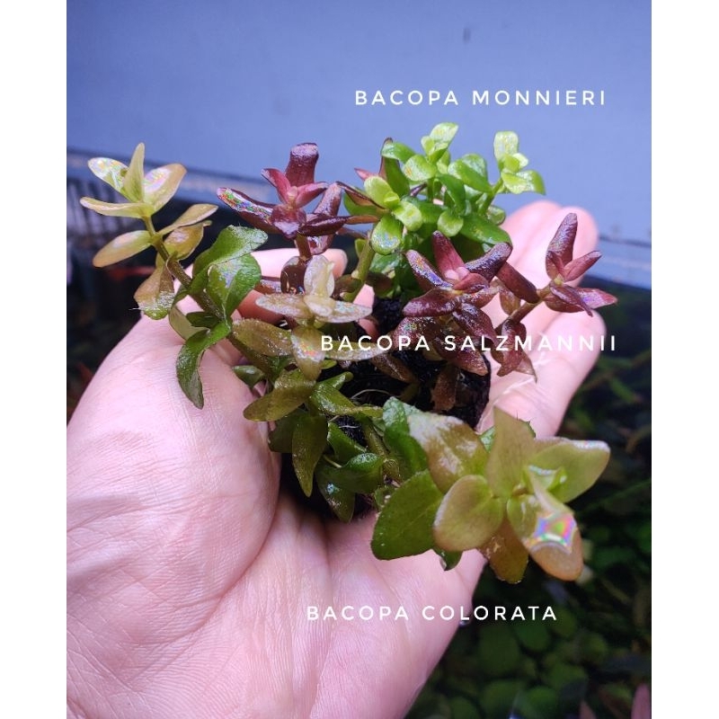 Bacopa Sp รวมทุกสี #ใบน้ำ 100%(สีไม้จะอยู่ที่กำลังไฟ)