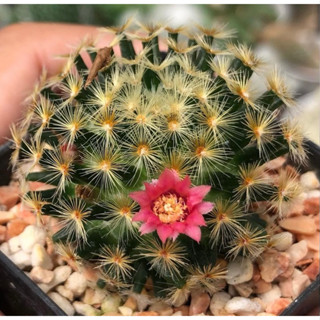 ดอกแดงขนทองก้านเข้ม น่าสะสมมากเลยค่า🌸❤️😳 🌺🌺🌺Mammillaria schiedeana แมมขนนกเหลือง ❤️