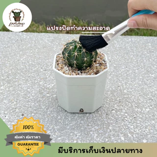 ชุดอุปกรณ์ปลูกต้นไม้ เซต 5 ชิ้น ช้อนตักดิน พรวน ปากคีบ สำหรับแคคตัส สวนจิ๋ว กระถางเล็ก