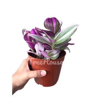 ก้ามปูหลุดด่าง กระถาง 5 นิ้ว / Tradescantia zebrina Bosse Pot 5