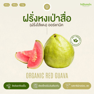 ฝรั่งหงเป่าสื่อ(ฝรั่งไส้แดง)อินทรีย์ Organic Red Guava อินทนิลออร์แกนิคฟาร์ม ปลูกธรรมชาติมาตรฐานเกษตรอินทรีย์