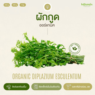 ผักกูดอินทรีย์ Organic Diplazium esculentum อินทนิลออร์แกนิคฟาร์ม ปลูกธรรมชาติมาตรฐานเกษตรอินทรีย์ เก็บใหม่ทุกออเดอร์