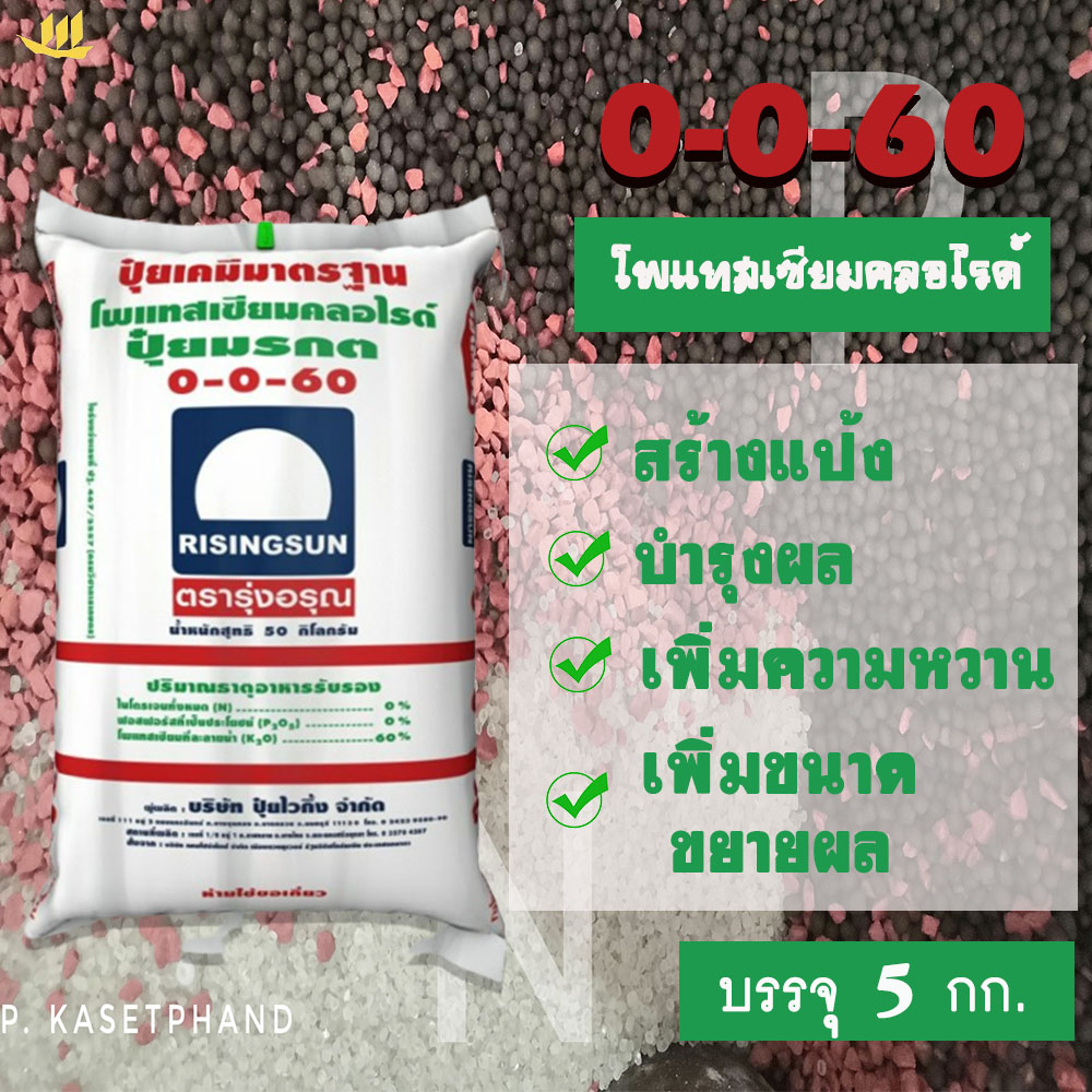 ปุ๋ย 0-0-60 รุ่งอรุณ​ (เม็ดแดง) แบ่งบรรจุ 5 Kg. โพแทสเซียม(K) บำรุงผล หัว สร้างแป้ง เพิ่มหวาน ขยายผล เพิ่มคุณภาพผลผลิต