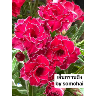 ชวนชมดอกซ้อน🌺 เอ็นทรานซิง 🌺 จัดส่งถอนต้น ขนาดกระถาง6นิ้ว🍃