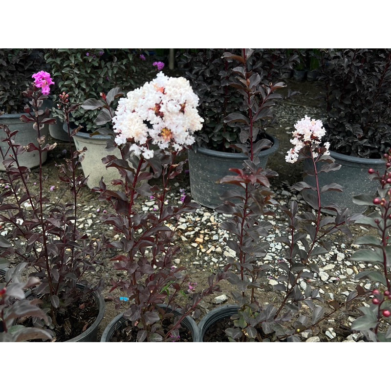 ยี่เข่งใบดำยี่เข่ง เป็นหนึ่งในไม้ประดับที่นิยมปลูกประดับสวน 60cm++