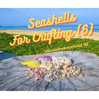 Andaman seashell เปลือกหอยสำหรับงานประดิษฐ์ ชุด 6 seashell Seashells for crafting set 6