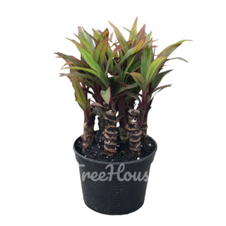 เทียนมหาลาภ กระถาง 4 นิ้ว / Cordyline fruticosa Pot 4